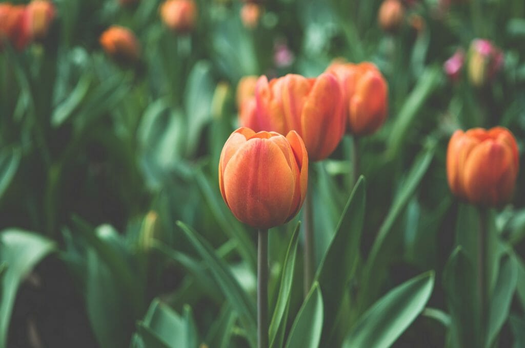 Signification de la fleur de tulipe orange
