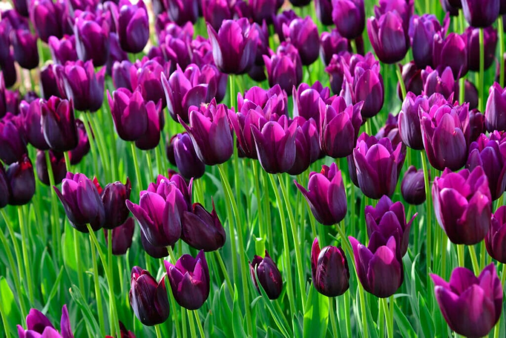 Signification de la fleur de tulipe pourpre 