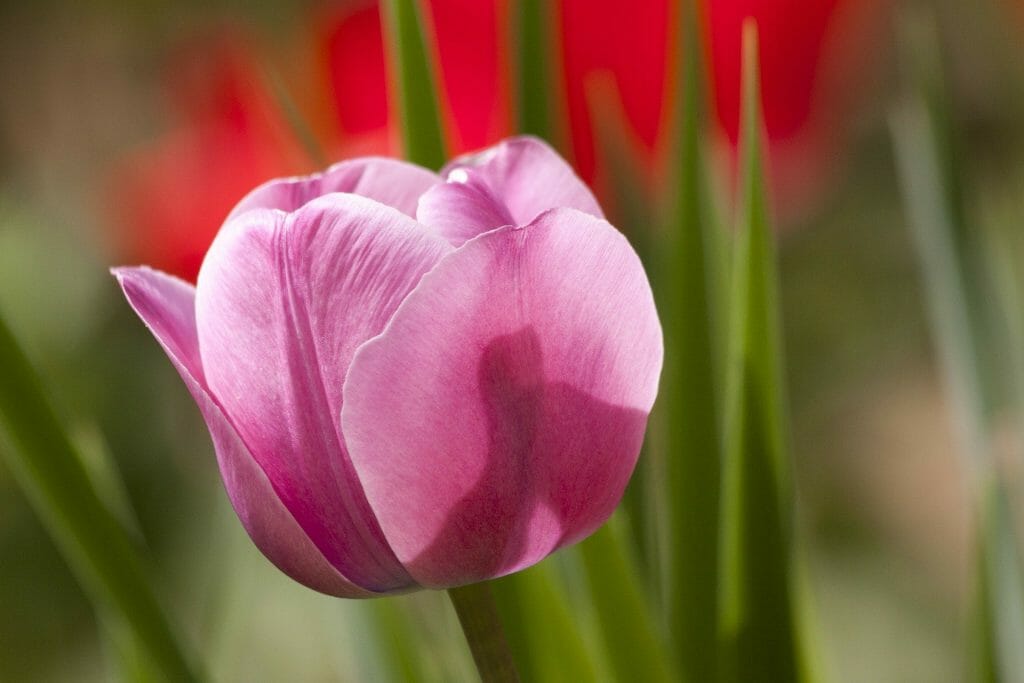 La tulipe hollandaise