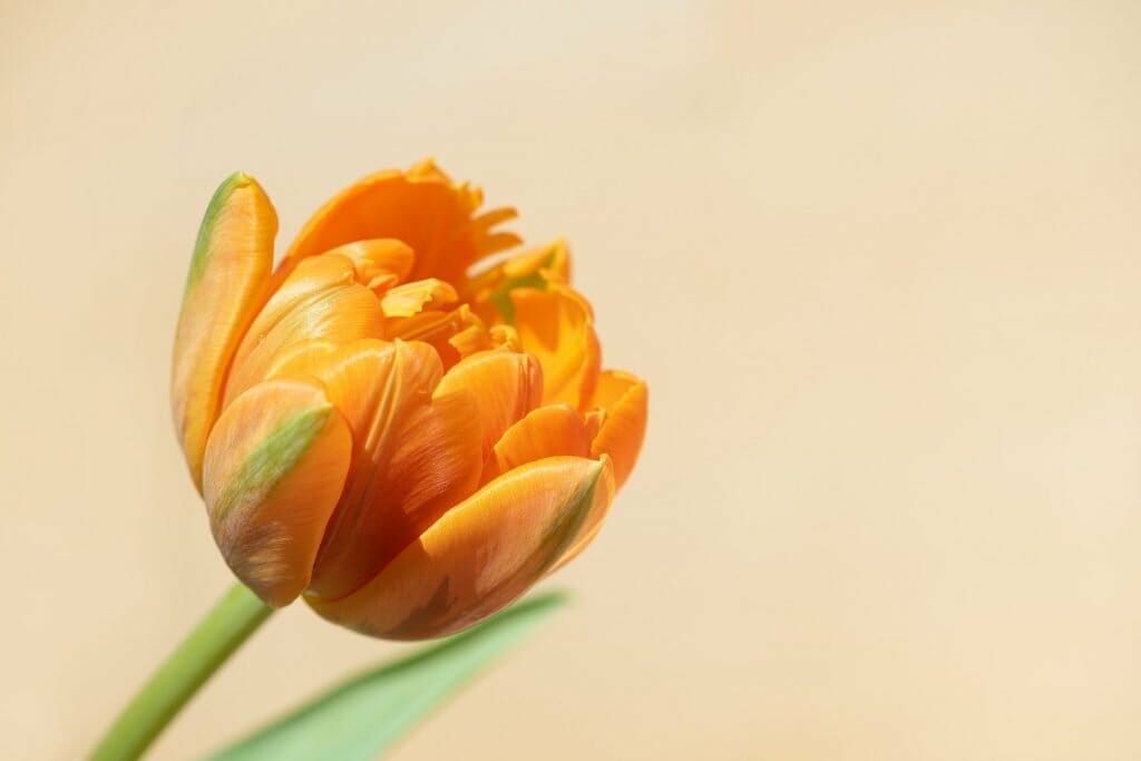Double Tulipe