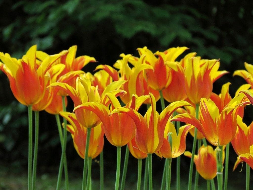 Tulipes perroquets