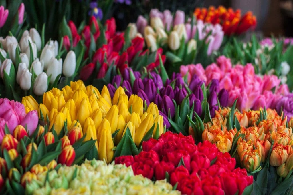 Symbolisme de la fleur de tulipe