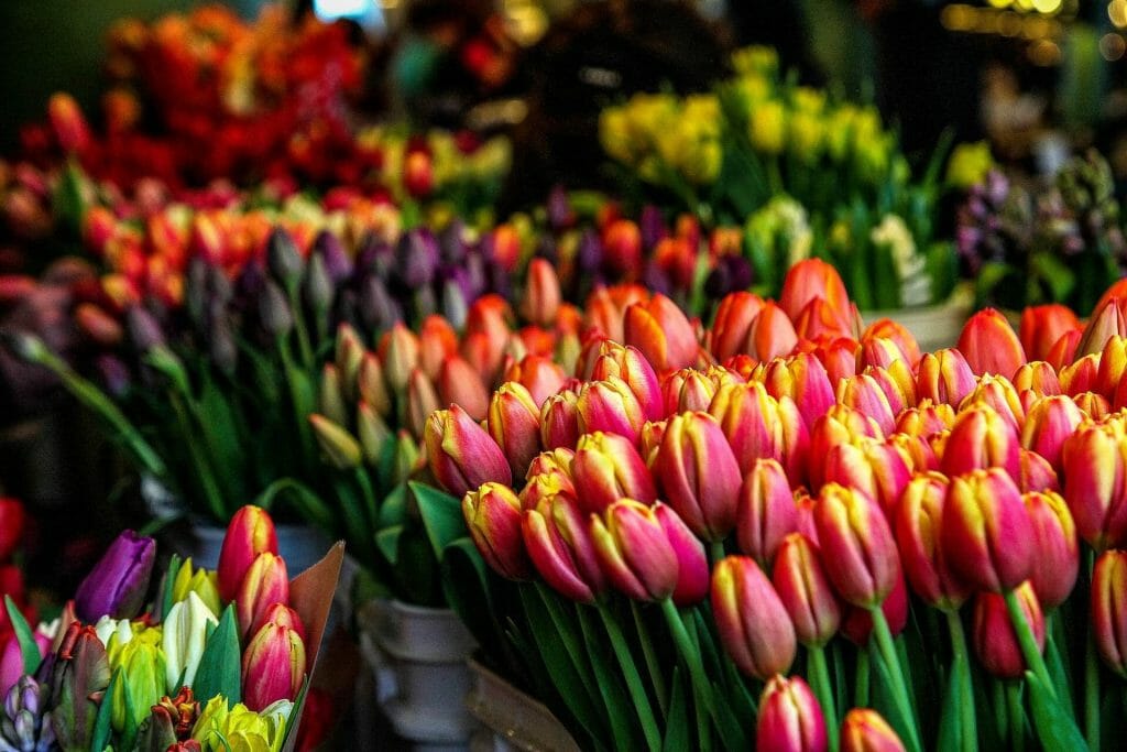 Comment prendre soin des tulipes