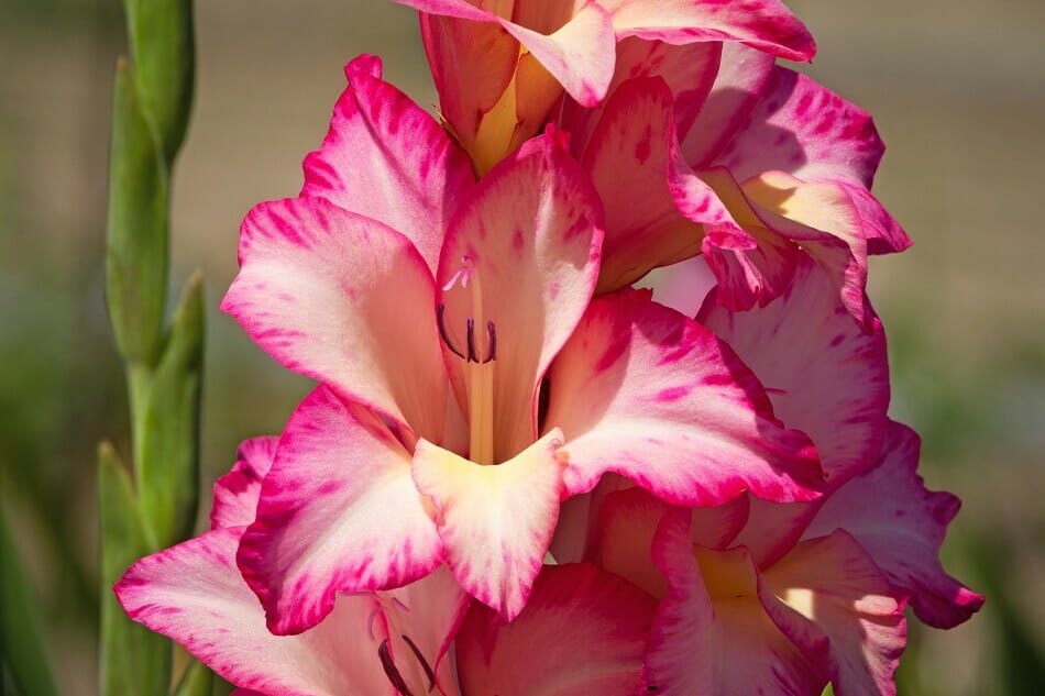 Symbolisme de la fleur de glaïeul