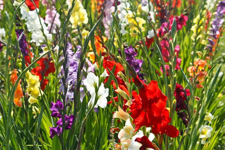 Quand les fleurs de glaïeul fleurissent-elles ?