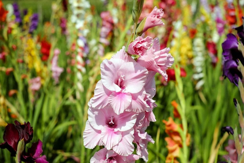 Fleurs de glaïeul rose