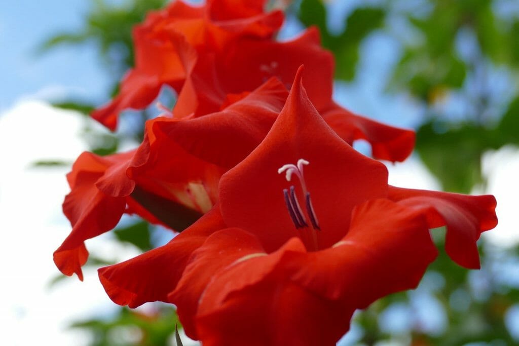 Fleur de glaïeul rouge