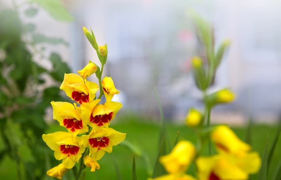 Signification et symbolisme de la fleur de glaïeul jaune