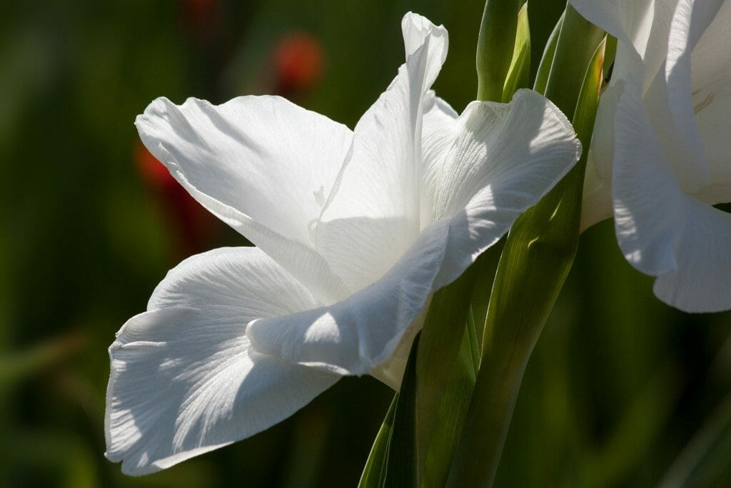 Fleur de glaïeul blanc