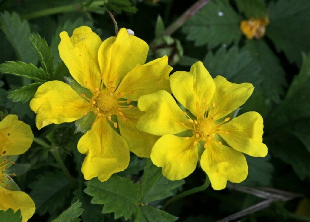 A propos de Potentilla Reptans (Quintefeuille rampante)