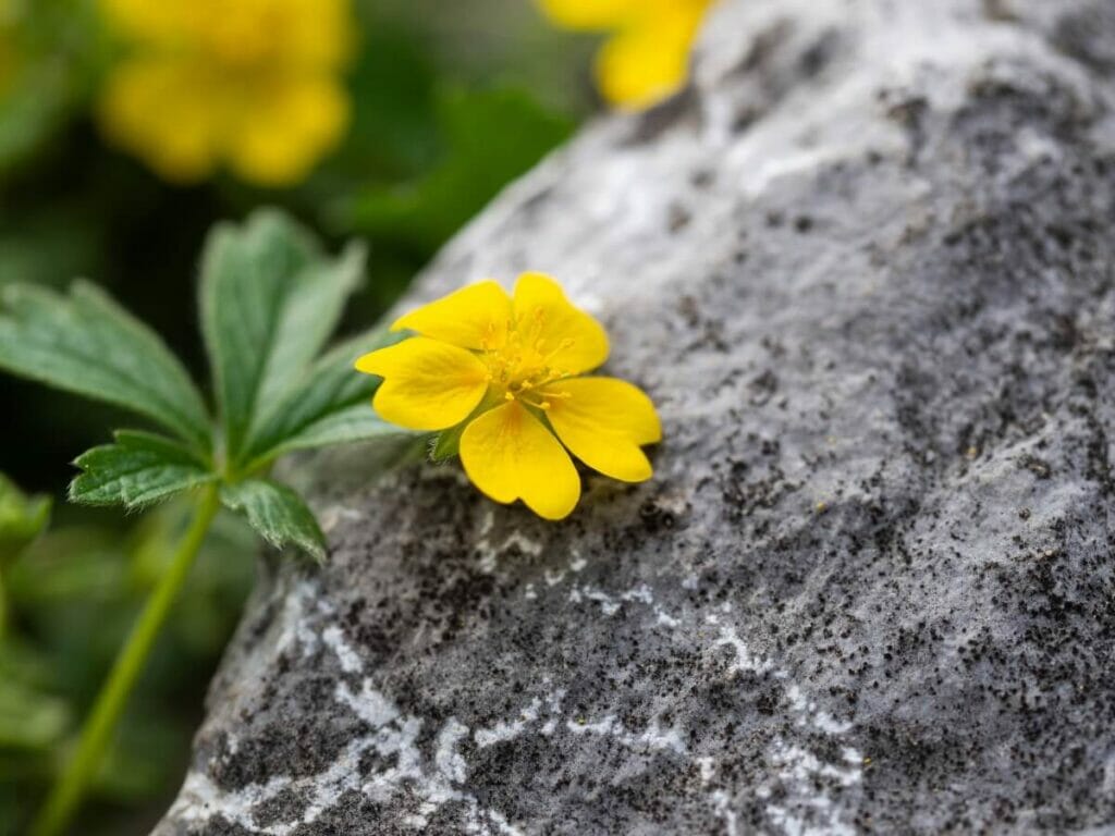 Les problèmes courants de Potentilla Reptans et comment les traiter