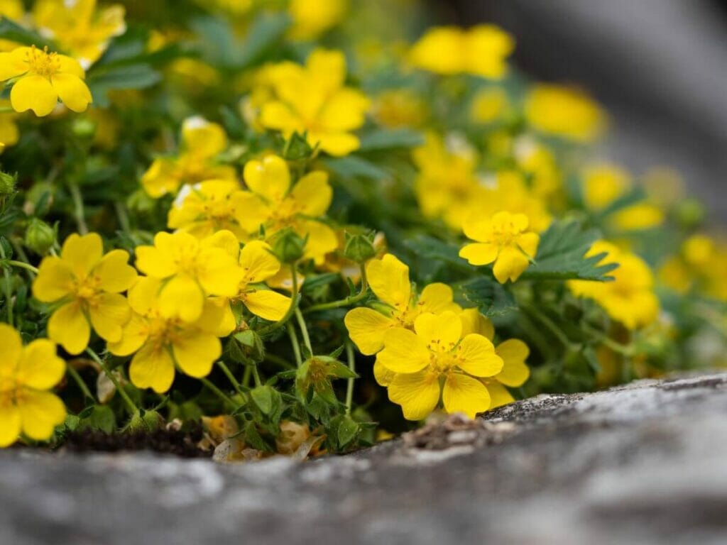 Comment cultiver la potentille rampante (Potentilla Reptans)