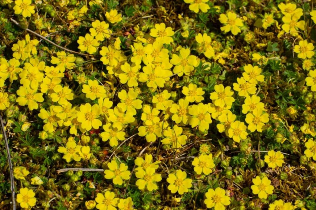 Comment prendre soin de la potentille rampante (Potentilla Reptans)