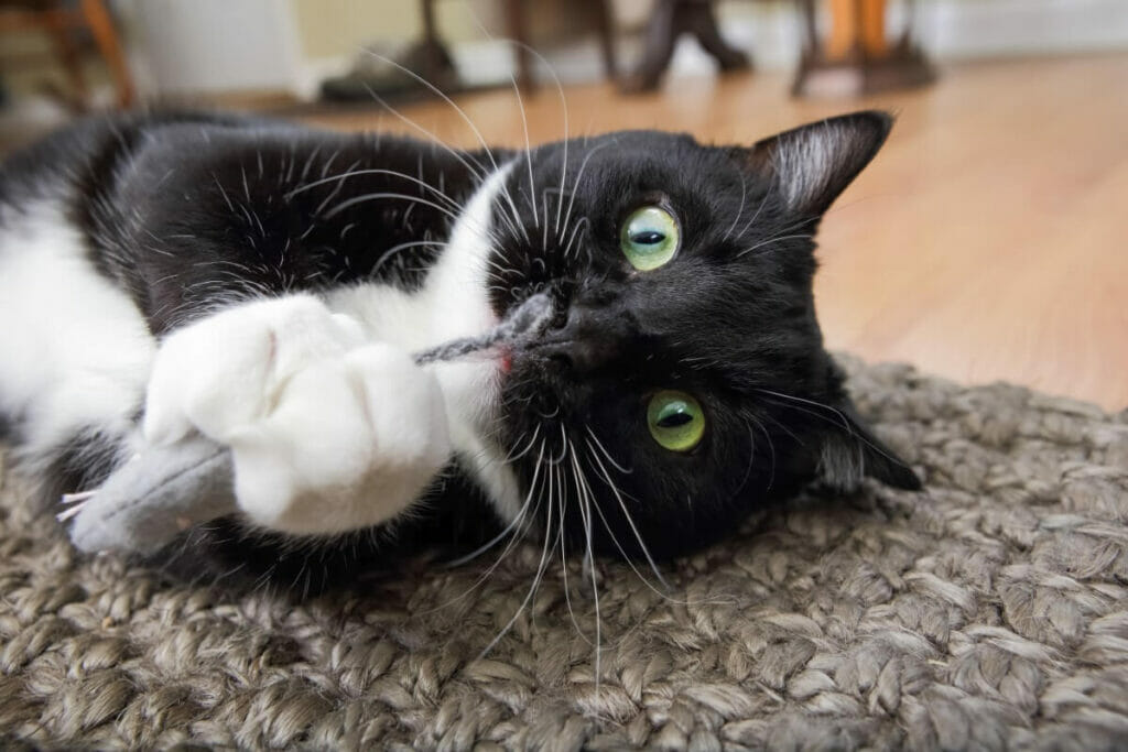 Que fait l'herbe à chat aux chats ? 