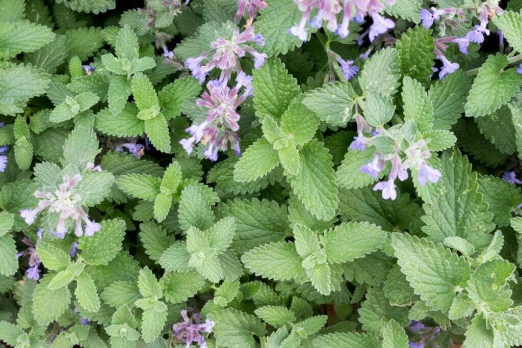 Quelles sont les meilleures périodes de l'année pour planter de l'herbe à chat ?