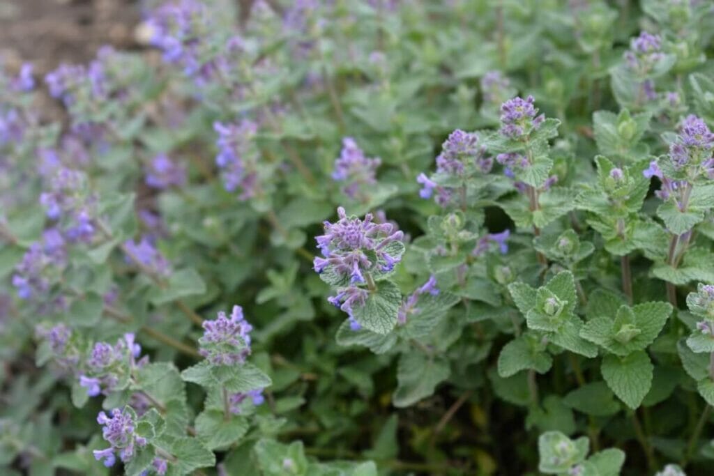 Types populaires d'herbe à chat (Nepeta)