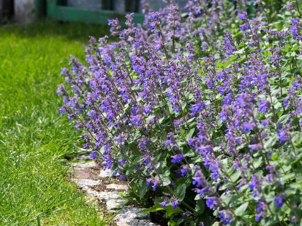 Comment cultiver l'herbe à chat (Nepeta)