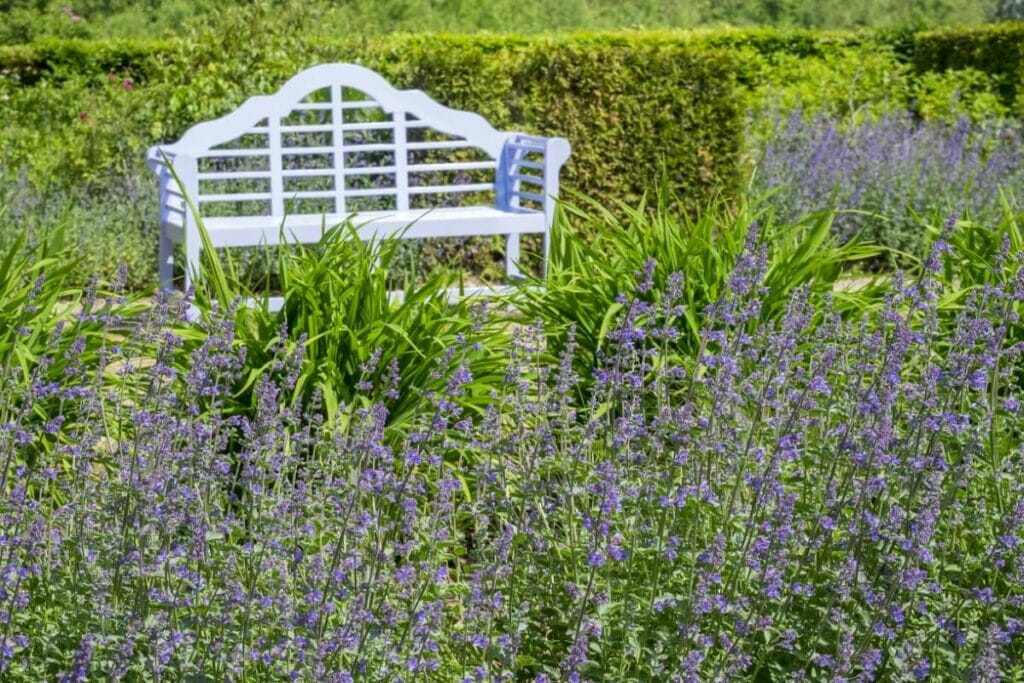 Comment prendre soin des plantes d'herbe à chat