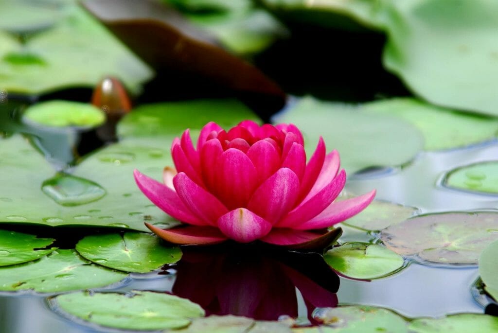 Signification et symbolisme des fleurs de lotus