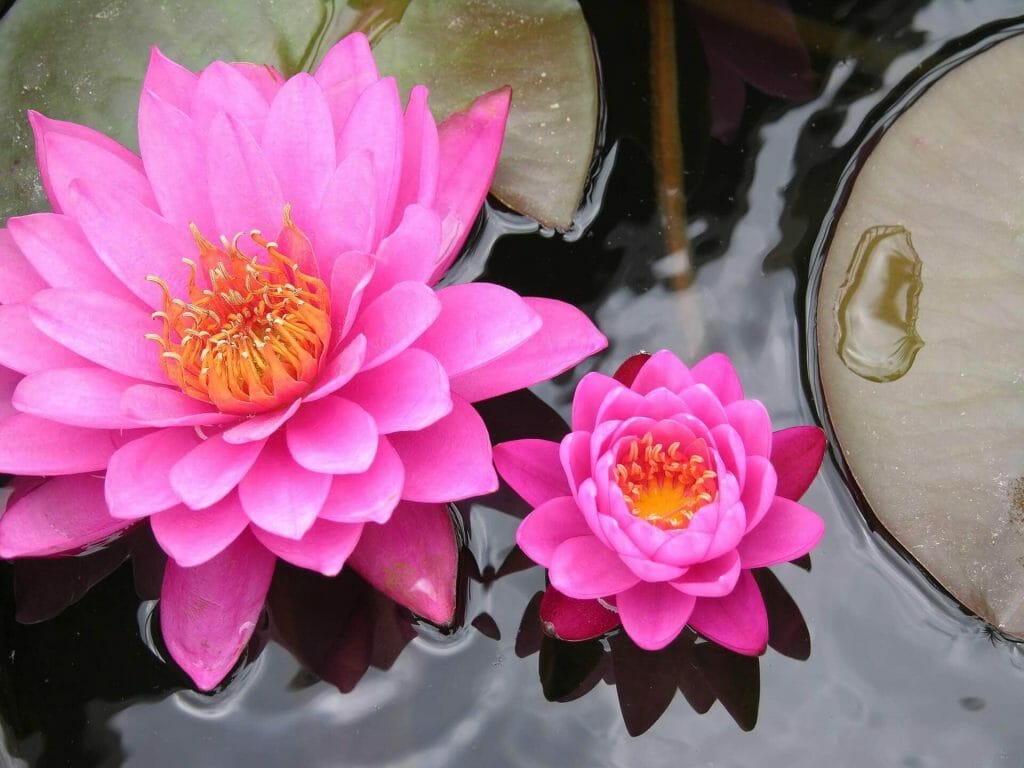 Signification et symbolisme des fleurs de lotus rose