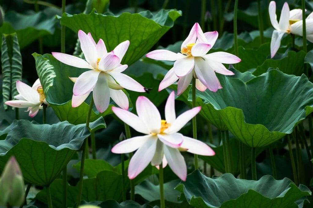 L'histoire et les origines des fleurs de lotus