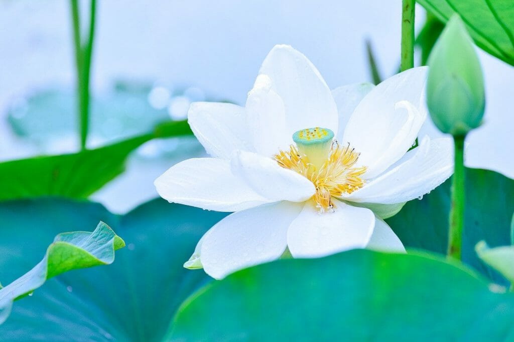 Signification et symbolisme des fleurs de lotus blanc