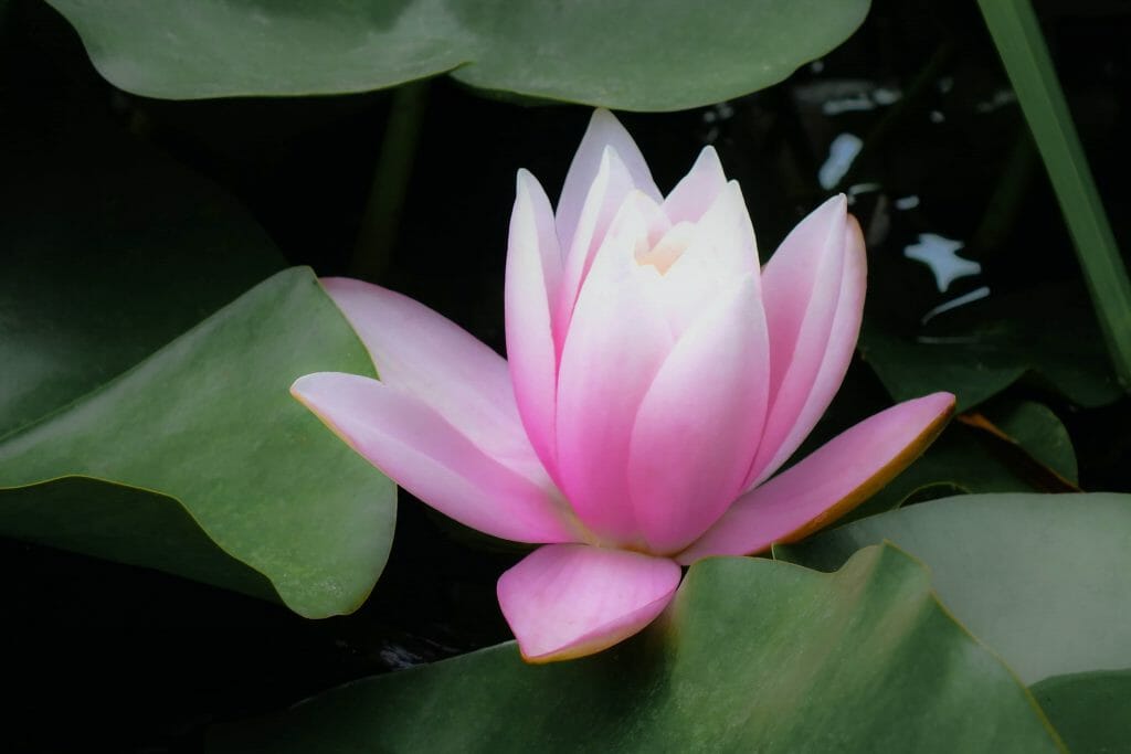 Signification et symbolisme de la fleur de lotus dans le christianisme