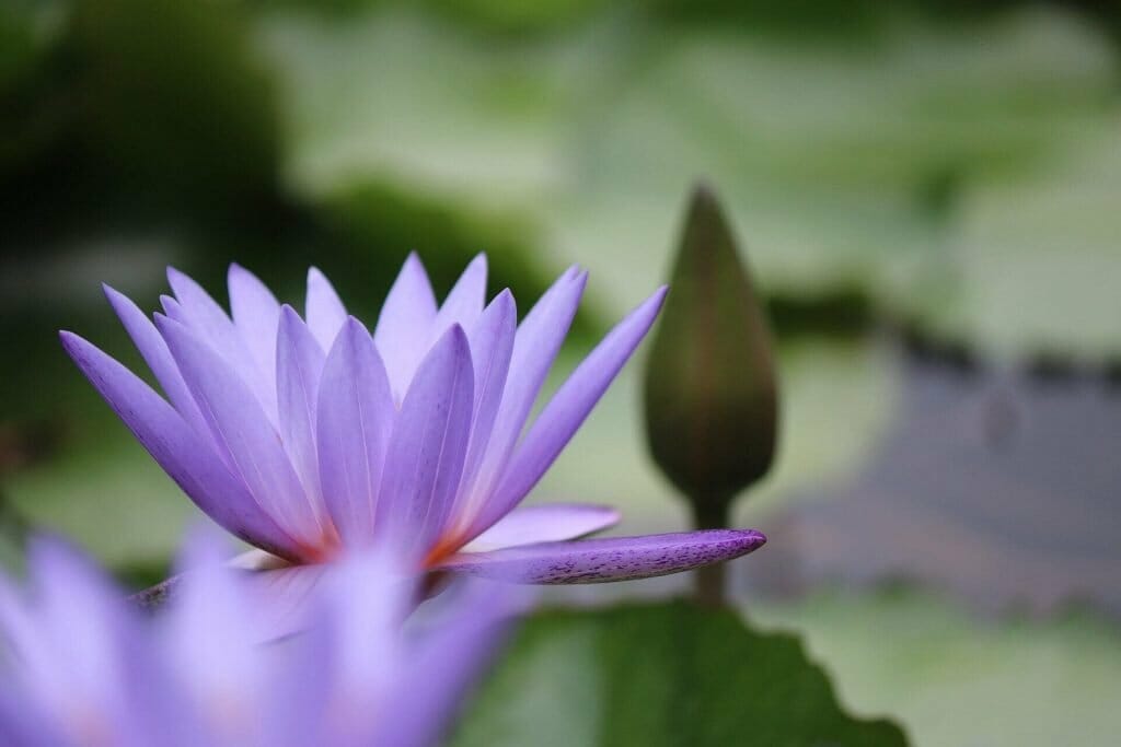 Signification et symbolisme de la fleur de lotus rouge