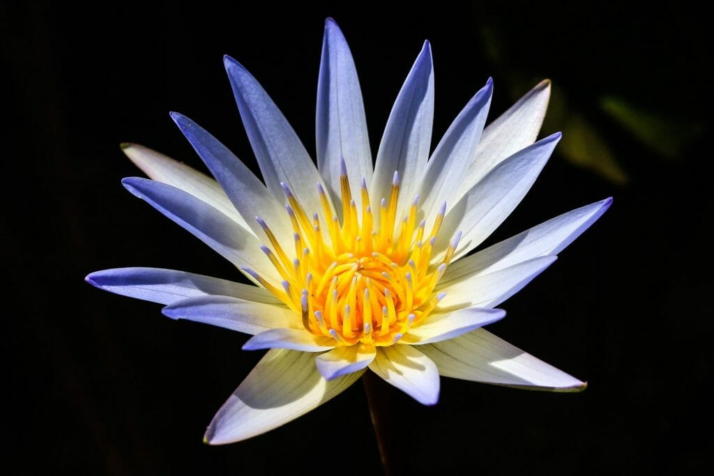 Signification et symbolisme de la fleur de lotus bleu