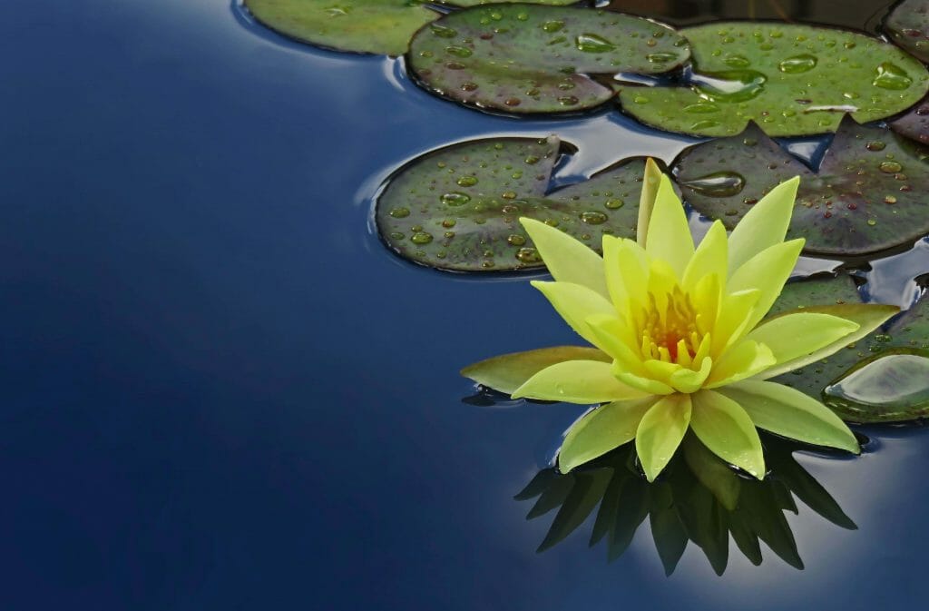 Signification et symbolisme des fleurs de lotus jaunes