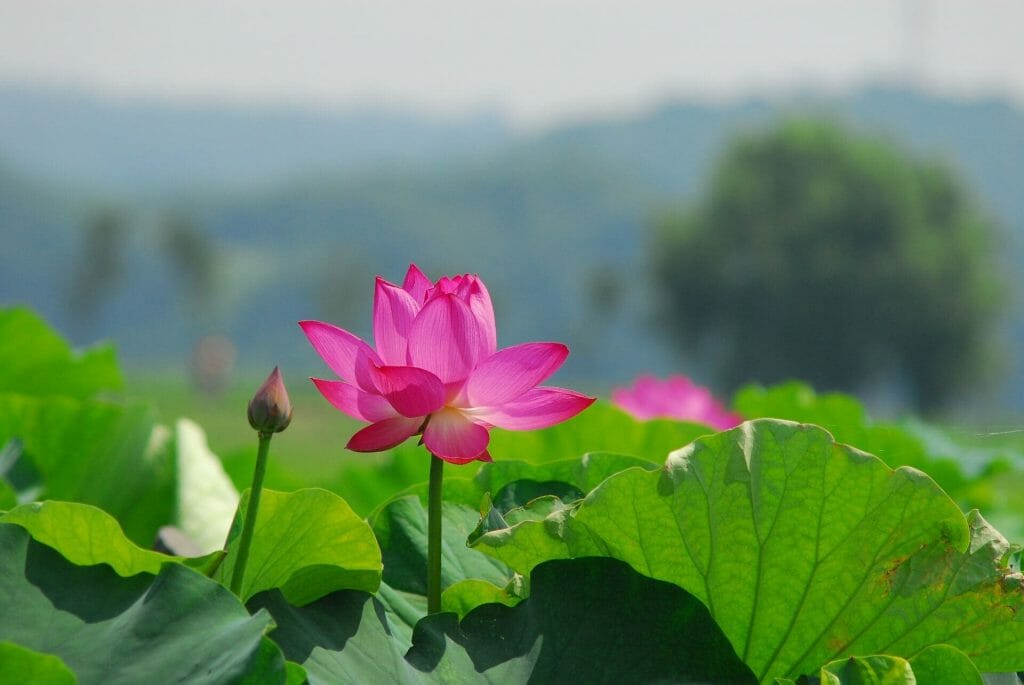 Comment cultiver des fleurs de lotus