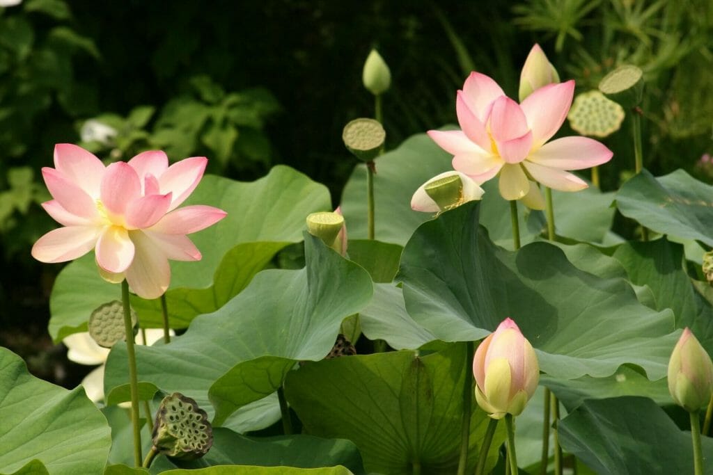 Les meilleures occasions d'offrir des fleurs de lotus