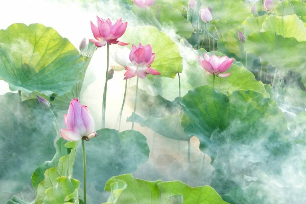 Les significations et le symbolisme des fleurs de lotus dans les cultures
