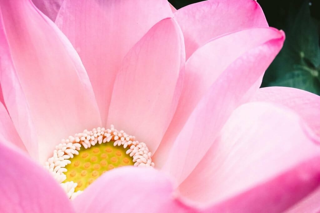 Comment entretenir les fleurs de lotus