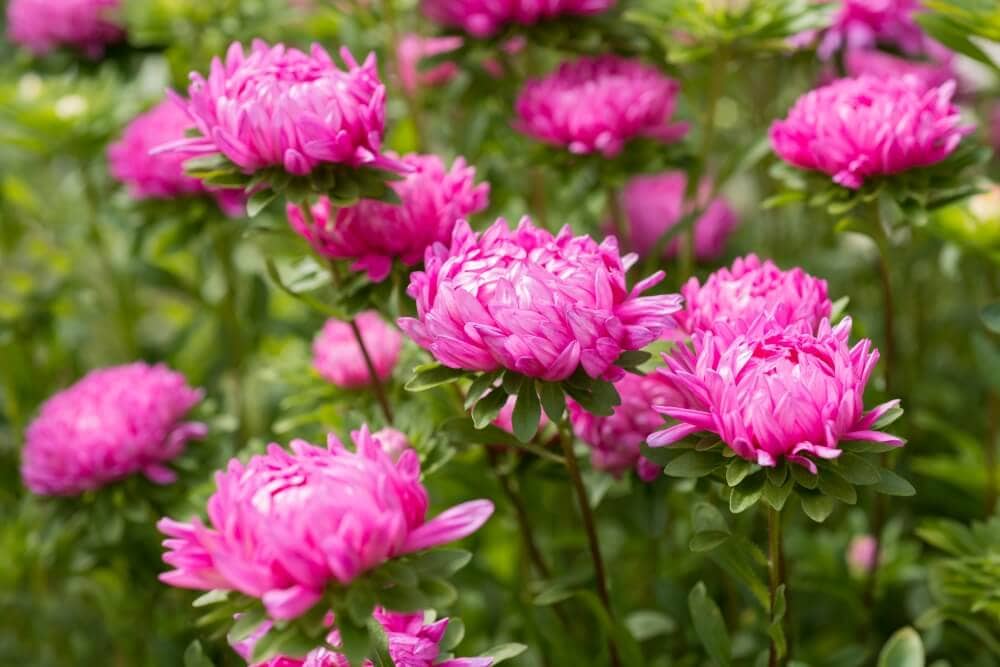 L'importance culturelle des fleurs d'aster