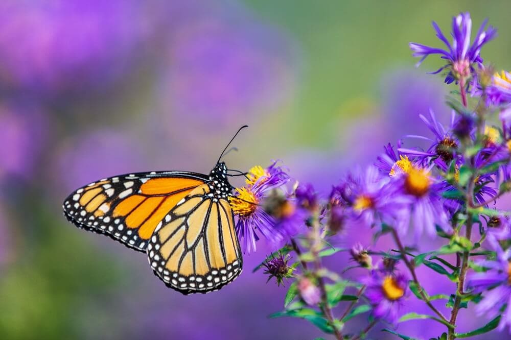 Utilisations et bienfaits des fleurs d'aster