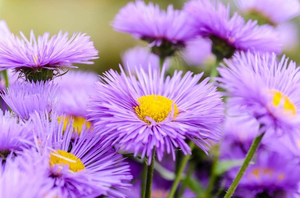 Signification et symbolisme de la fleur d'aster