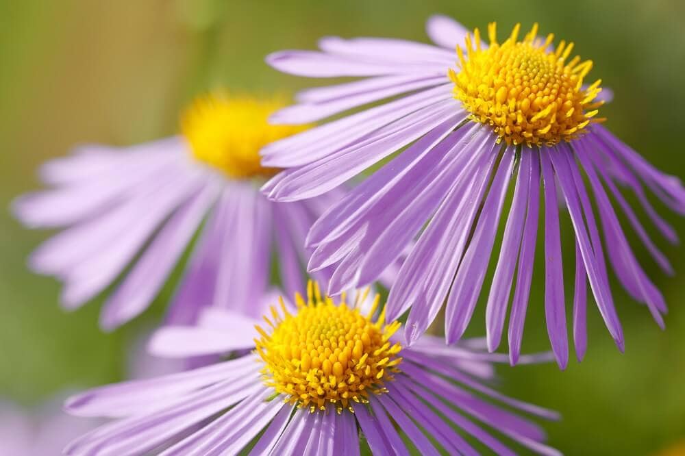 Caractéristiques de l'aster