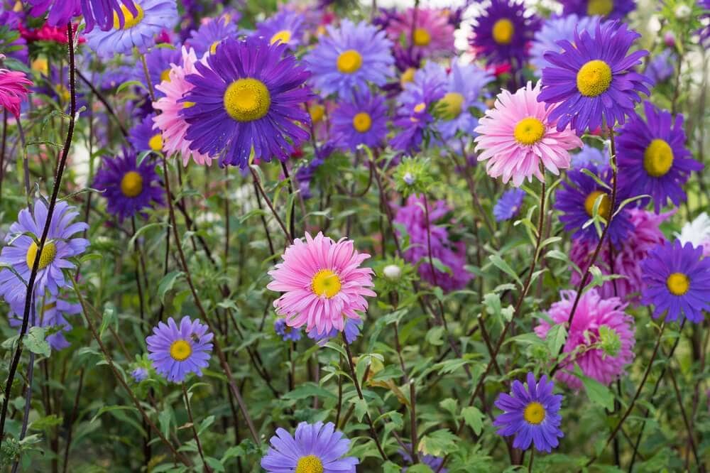 Variétés et hybrides populaires de fleurs d'aster
