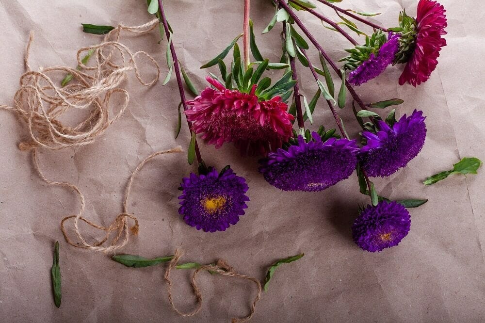 Entretien des fleurs coupées d'aster