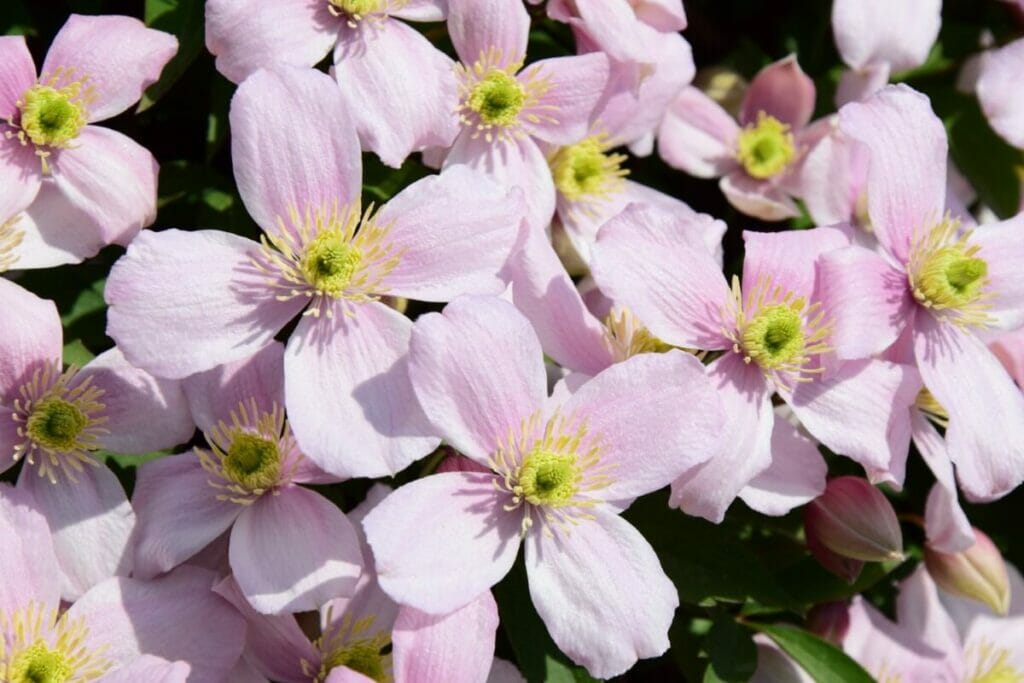 A propos de Clematis Montana