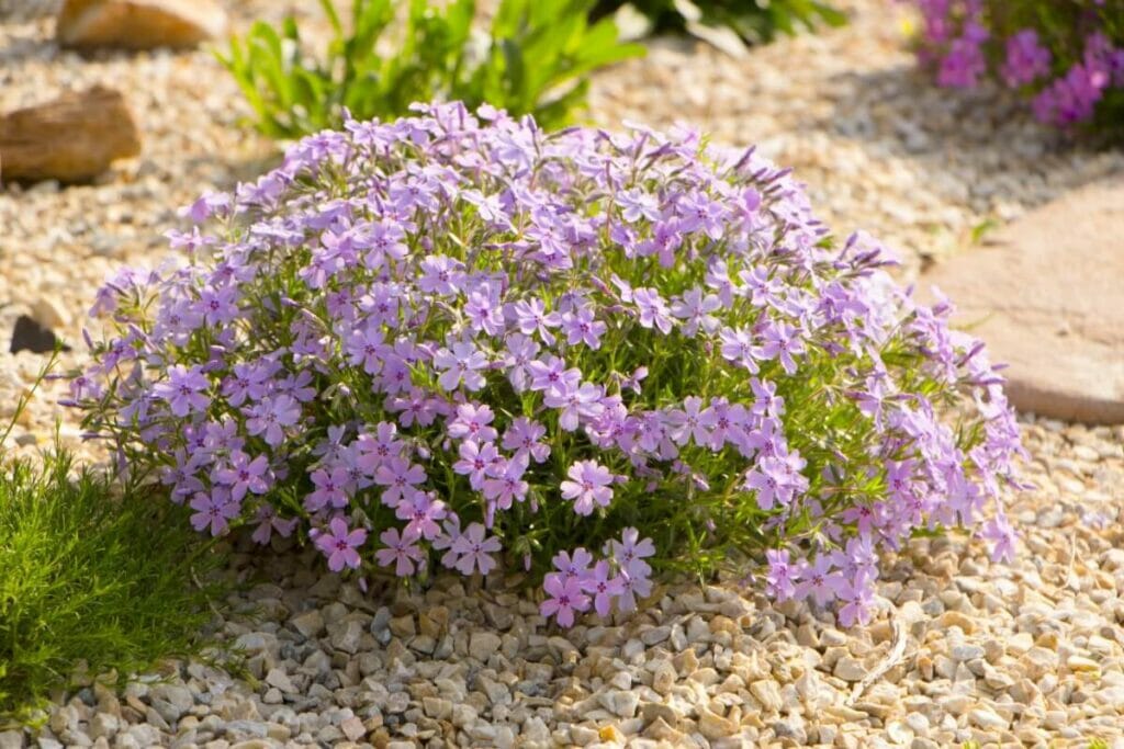 Culture du phlox rampant à partir de graines ou de plantes de pépinière