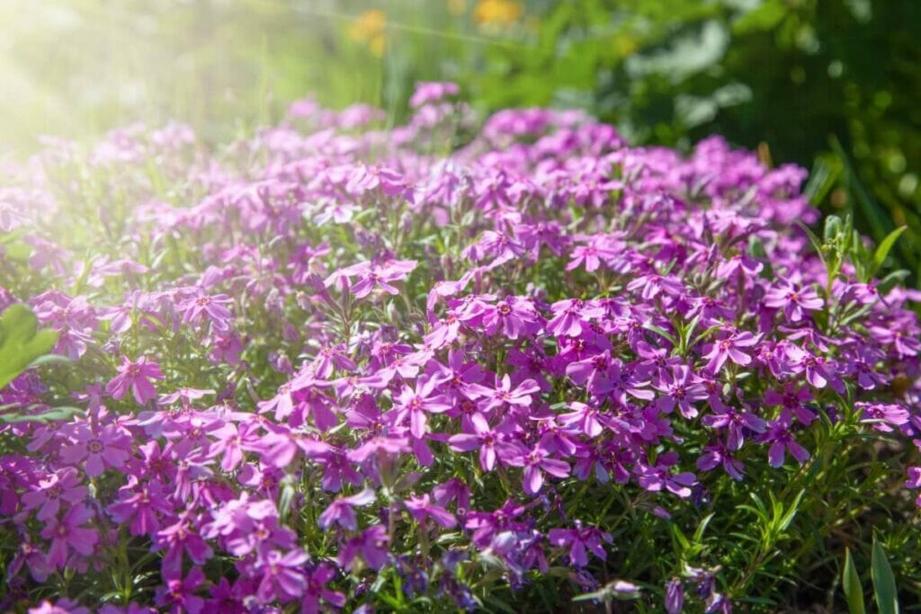 Phlox rampant Préférences légères