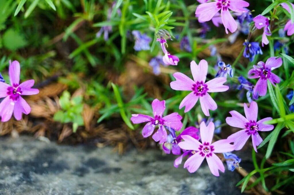 Problèmes courants de Phlox subulata et comment les résoudre
