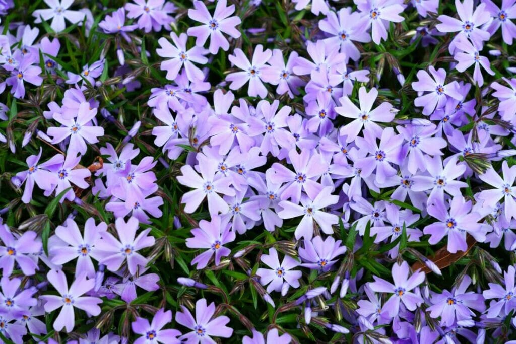 Taille et rabattage du phlox rampant