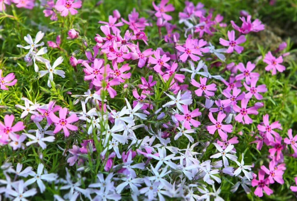 Comment prendre soin de Phlox Subulata
