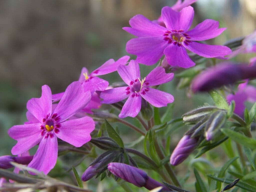 Phlox Subulata hivernant