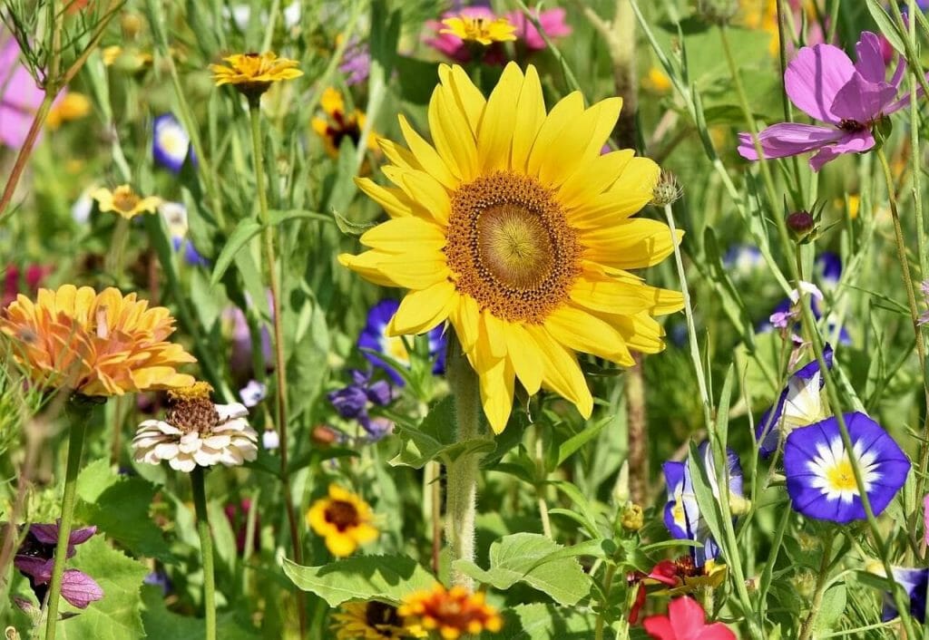 Types de tournesols les plus populaires