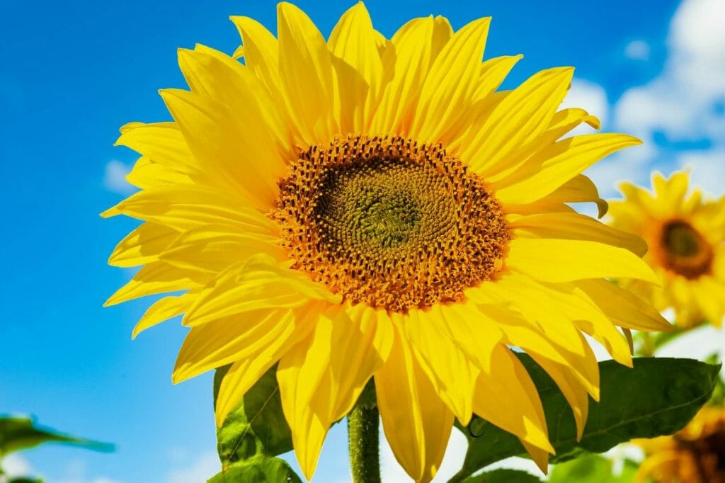 Caractéristiques botaniques des tournesols