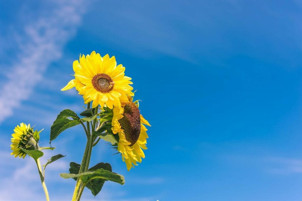 Utilisations et bienfaits du tournesol
